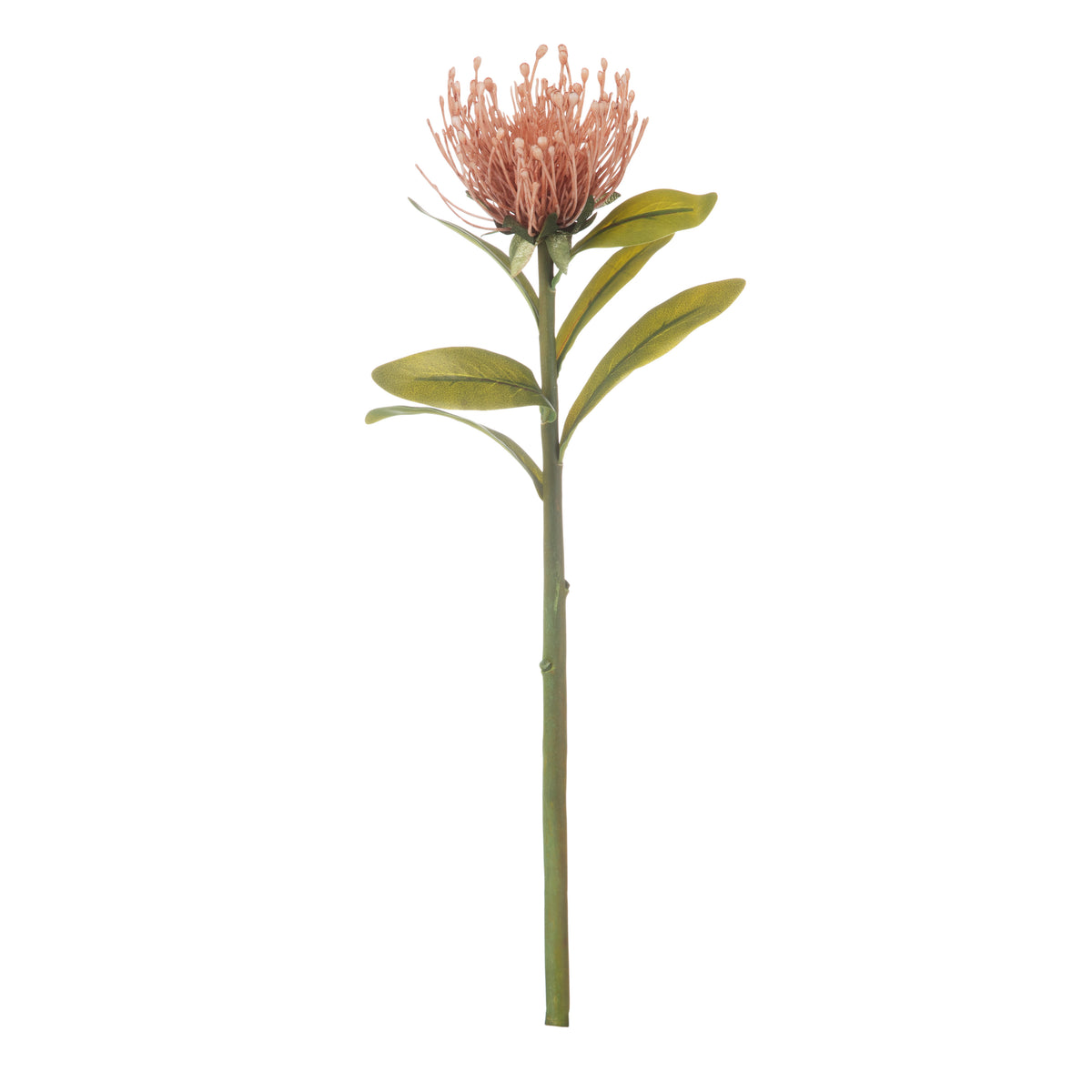 Rogue Pincushion Stem Pink
