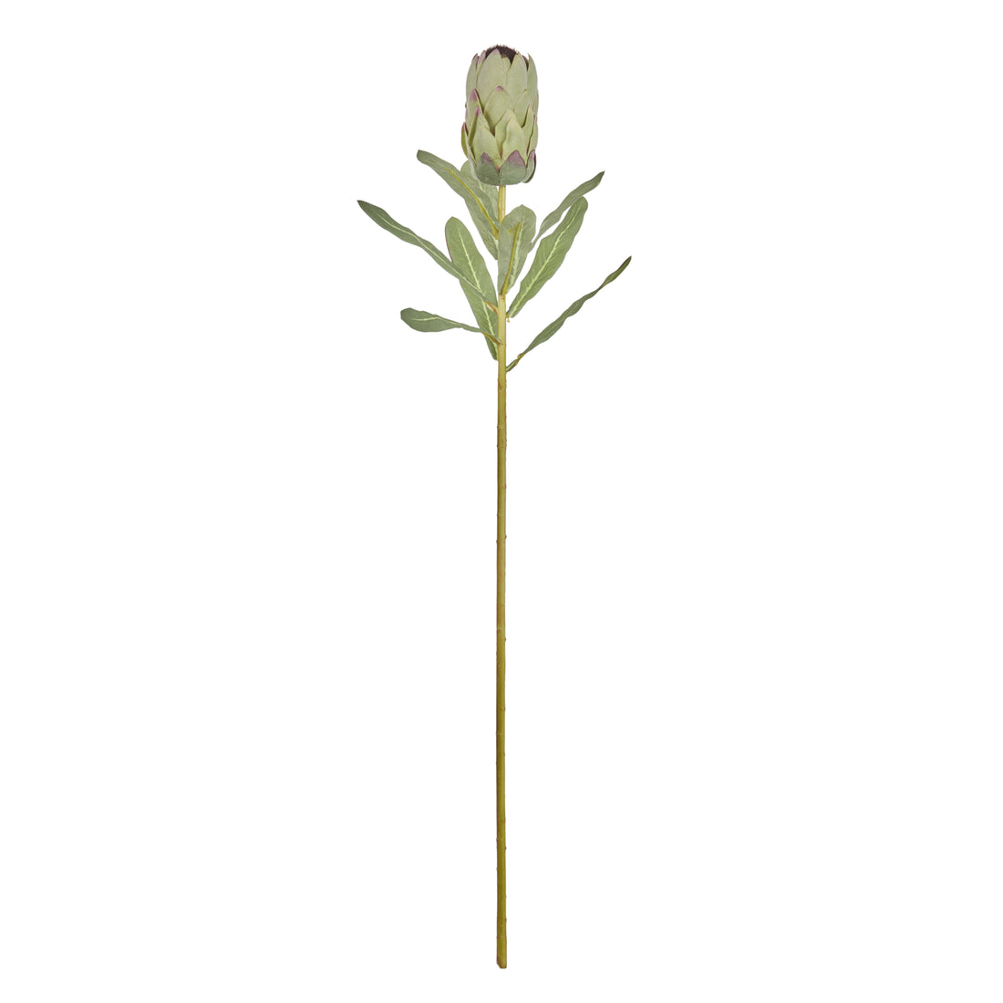 Faux Australis Protea Stem | Green - 79cm