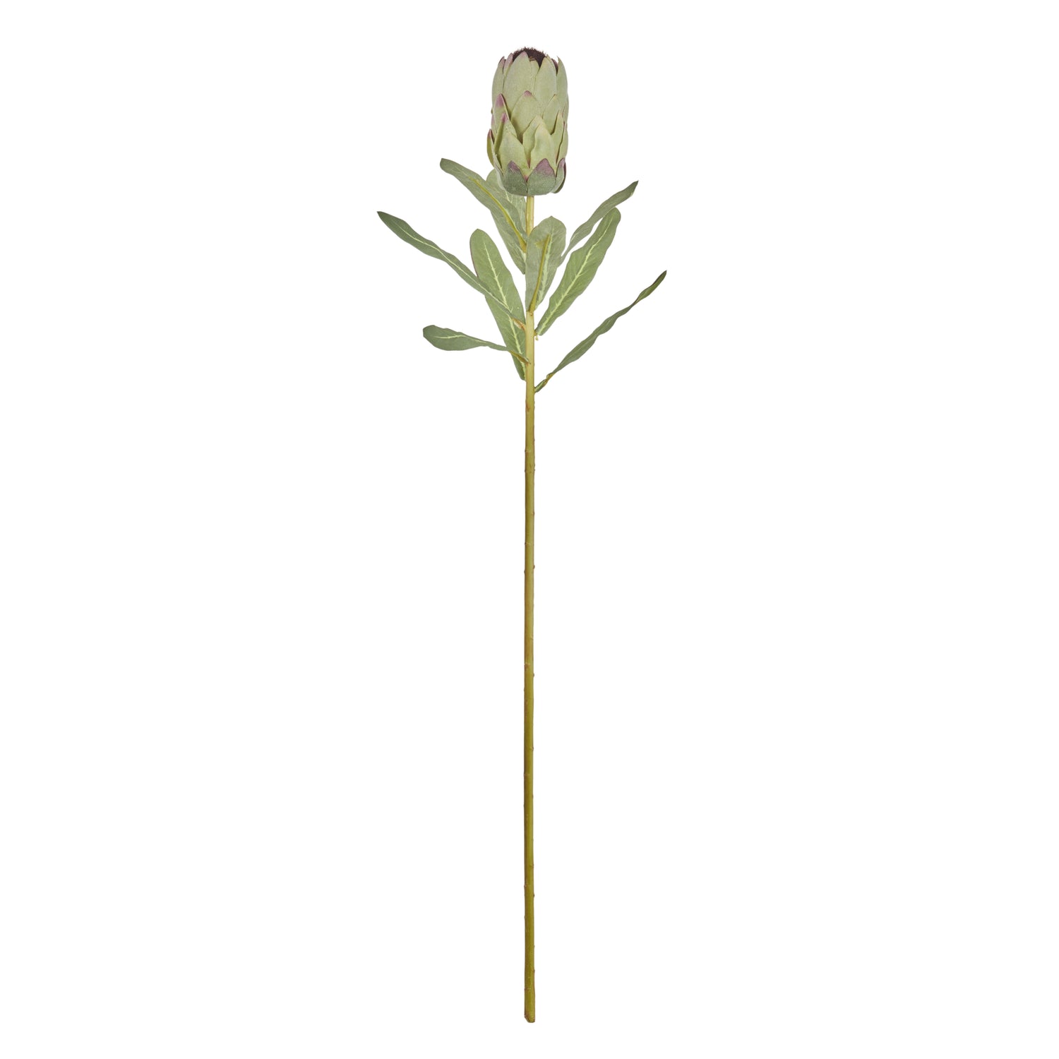 Faux Australis Protea Stem | Green - 79cm