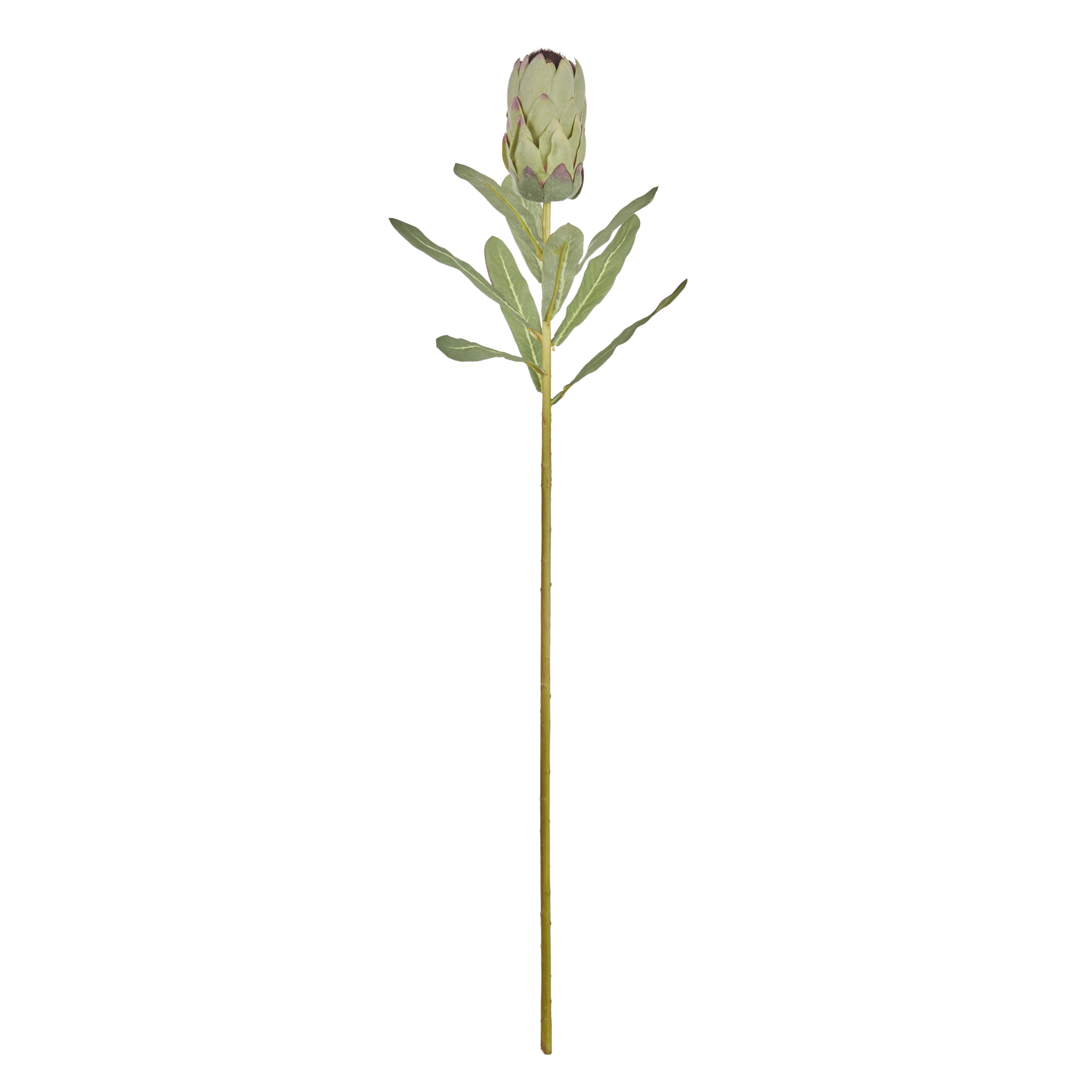 Faux Australis Protea Stem | Green - 79cm