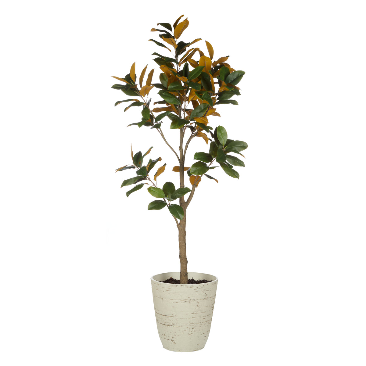 Rogue Magnolia Tree - Rustic Stone Look Pot Green