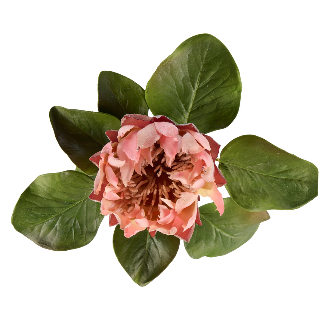 Rogue King Protea Pink