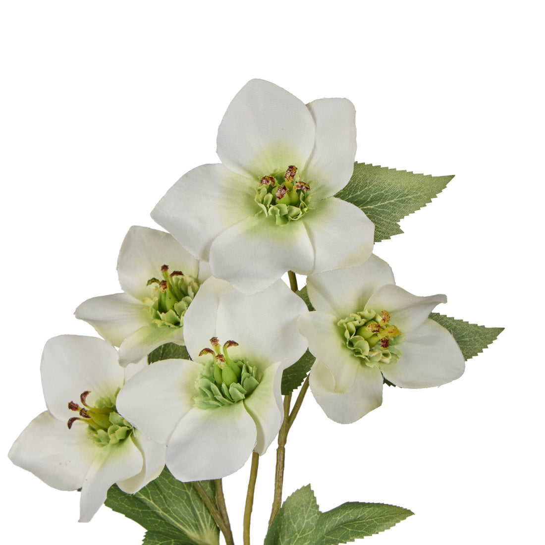 Rogue Helleborus Spray White