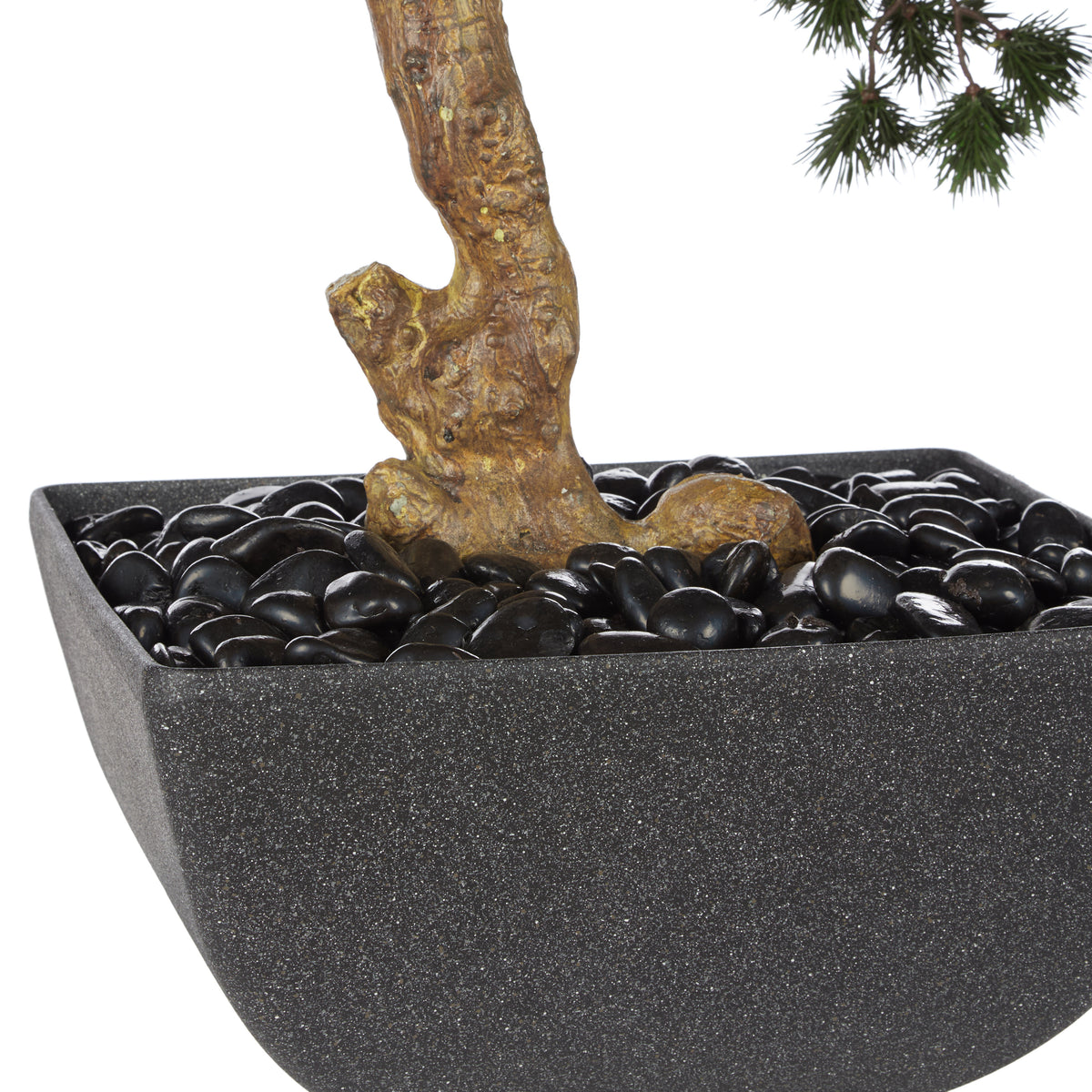 Rogue Pine Bonsai - Oslo Pot Green