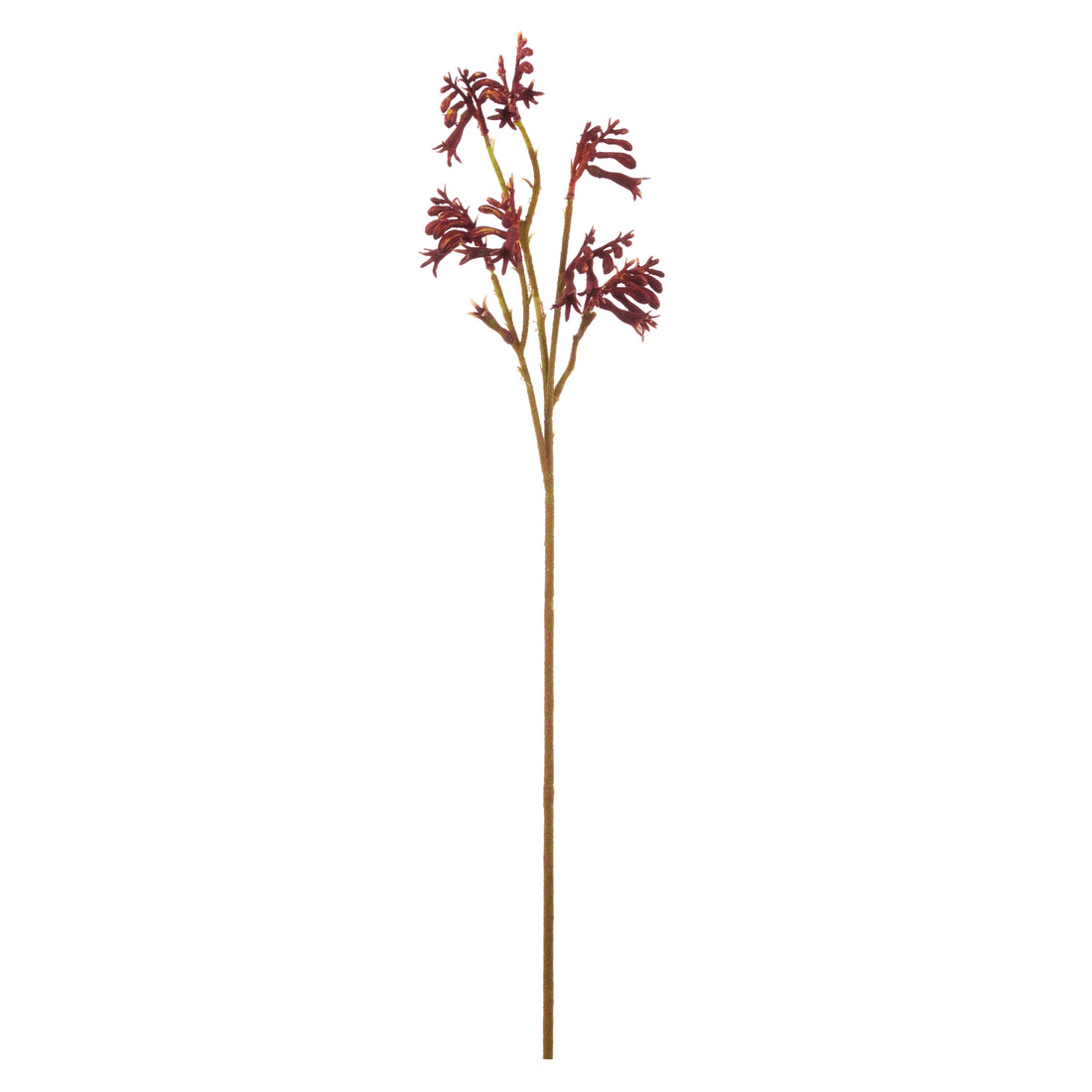Rogue Kangaroo Paw Spray Red