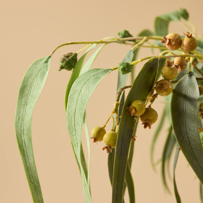 Faux Banksia Eucalyptus Arrangement - Rachel Vase | Cream - 85cm