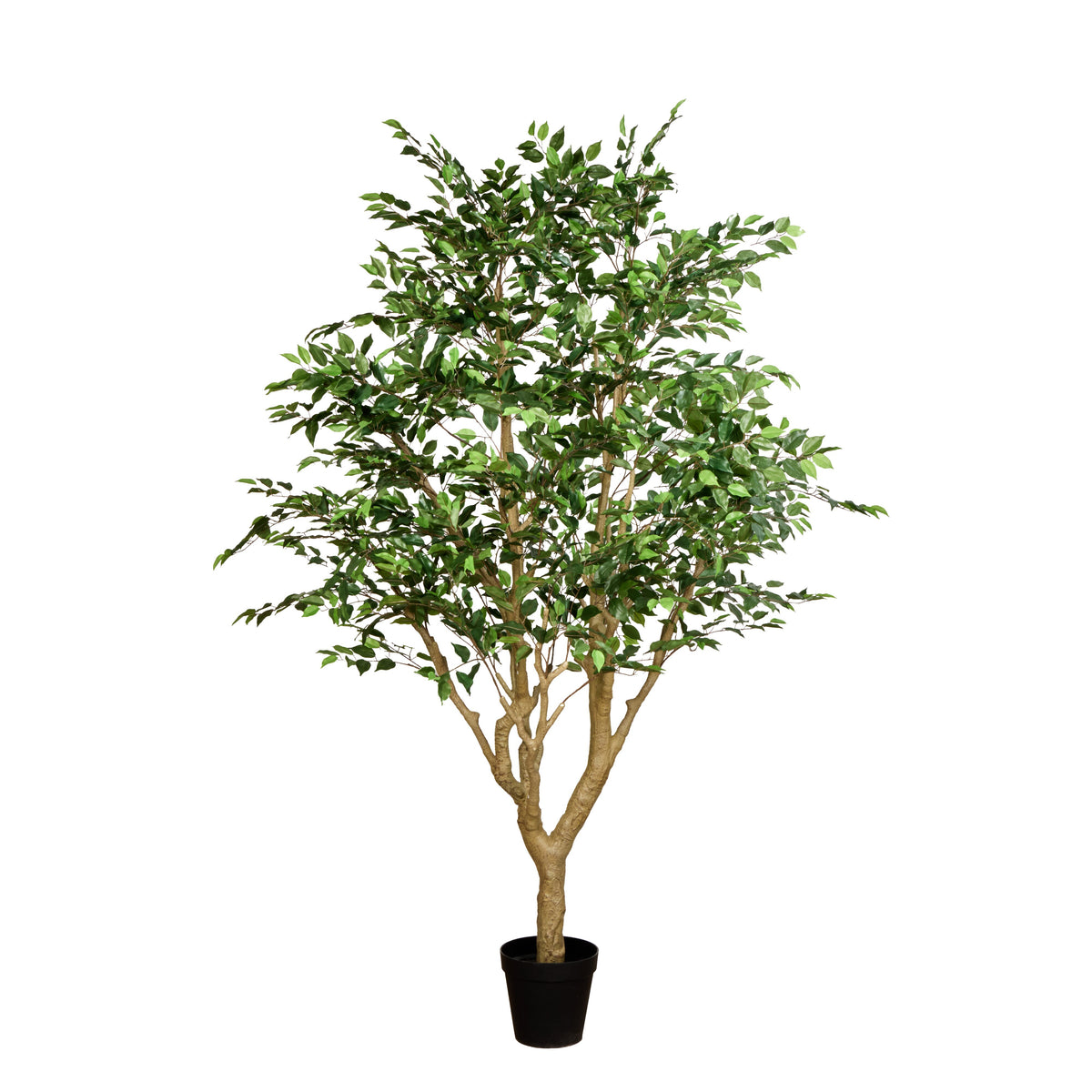 Rogue Ficus Tree - Garden Pot Green