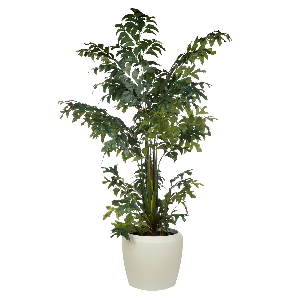 Rogue Caryota Palm Tree - Vienna Planter Green