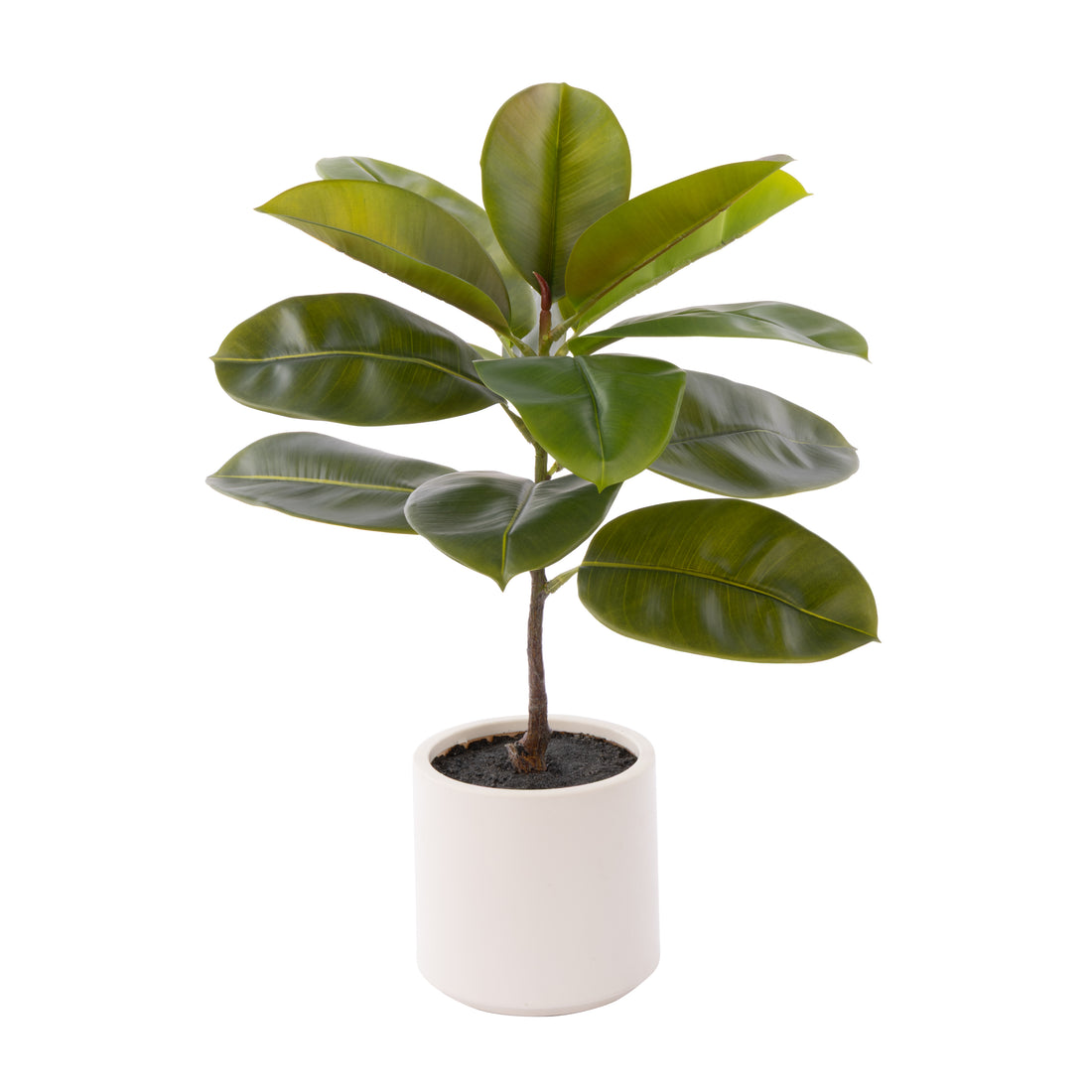 Rogue Rubber Tree Potted Green
