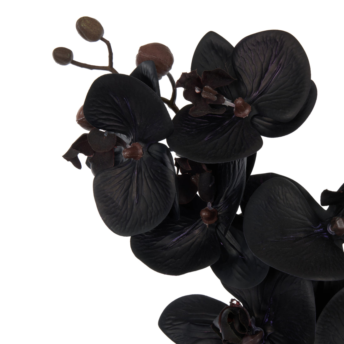 Faux Phalaenopsis Orchid Stem | Black - 72cm