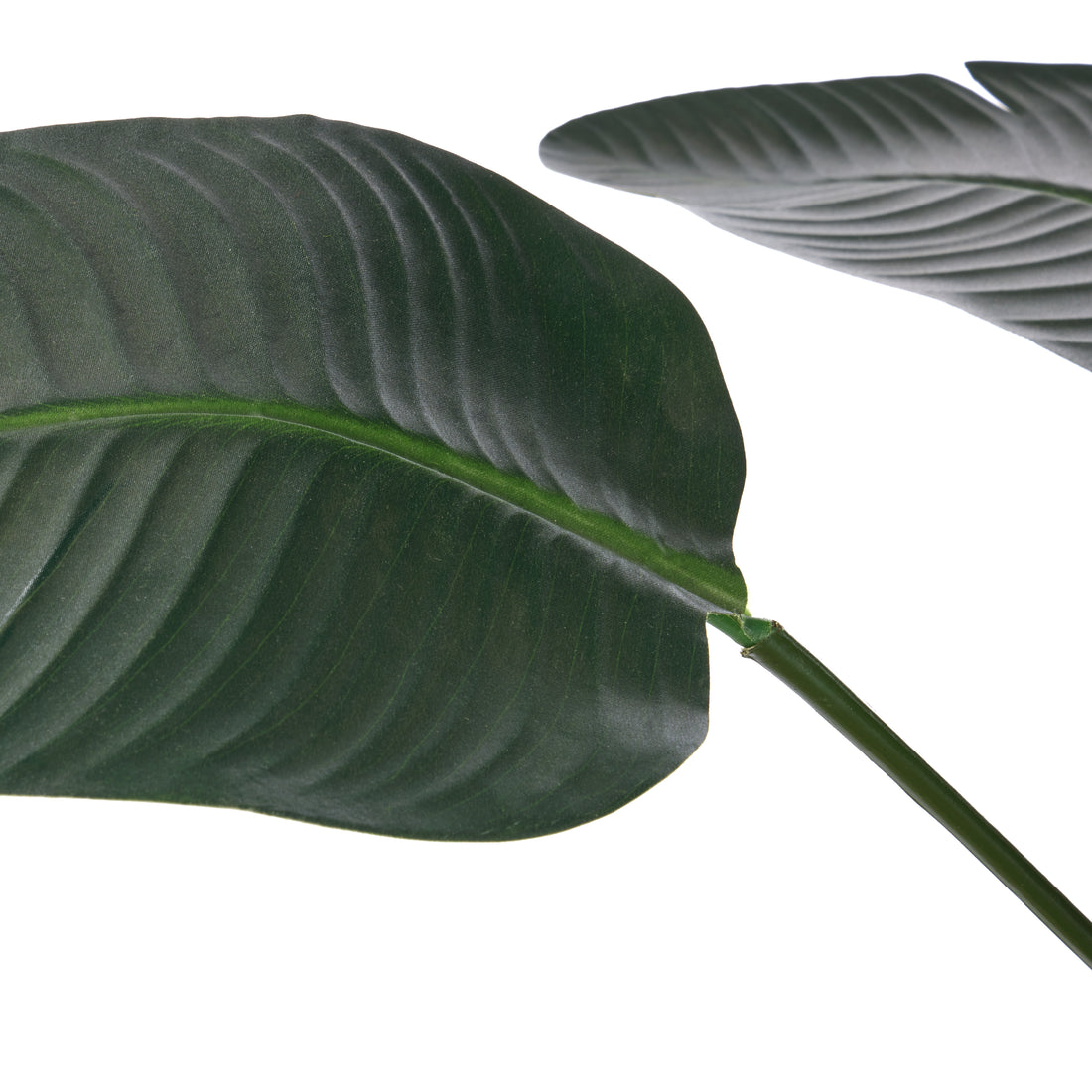 Rogue Giant Bird Of Paradise - Cylinder Planter Green