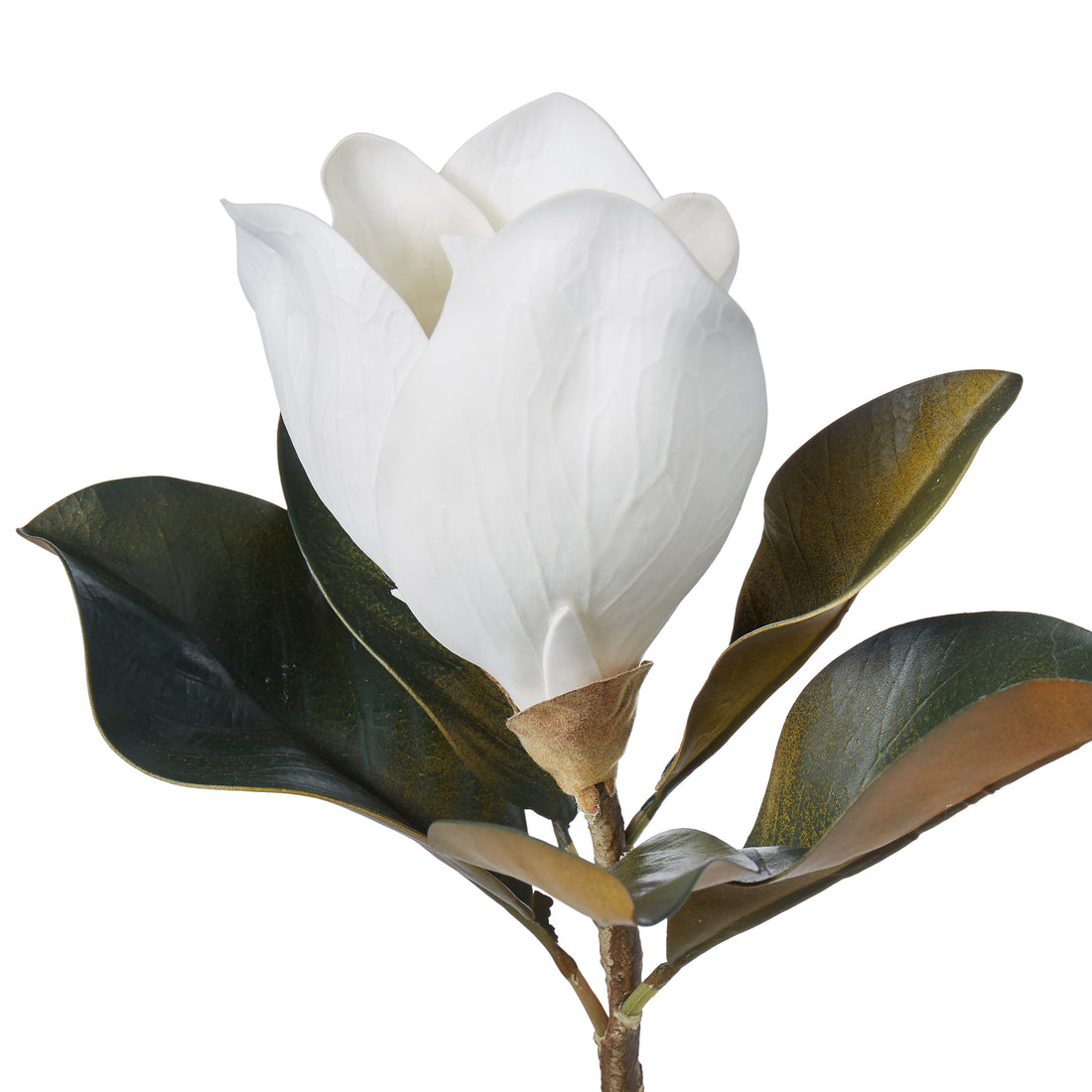 Rogue Magnolia Grandiflora White
