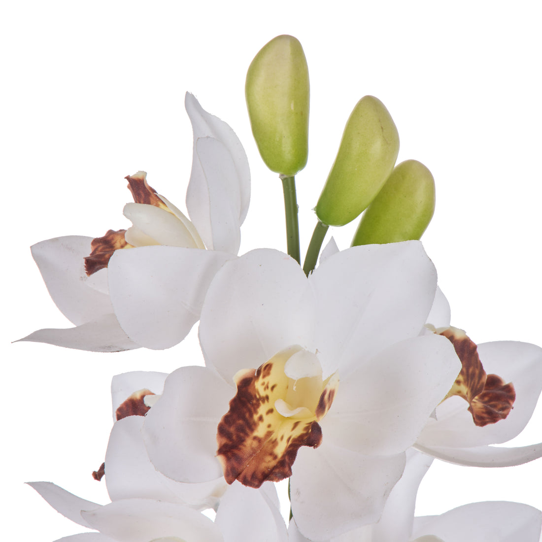 Rogue Cymbidium Spray White