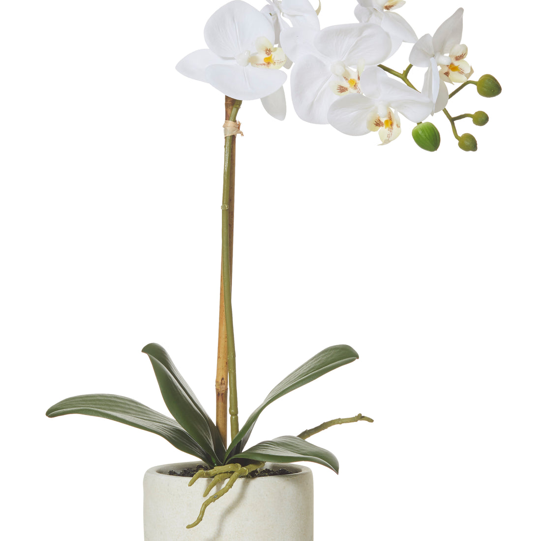 Faux Butterfly Orchid - Smooth Pot | 45cm