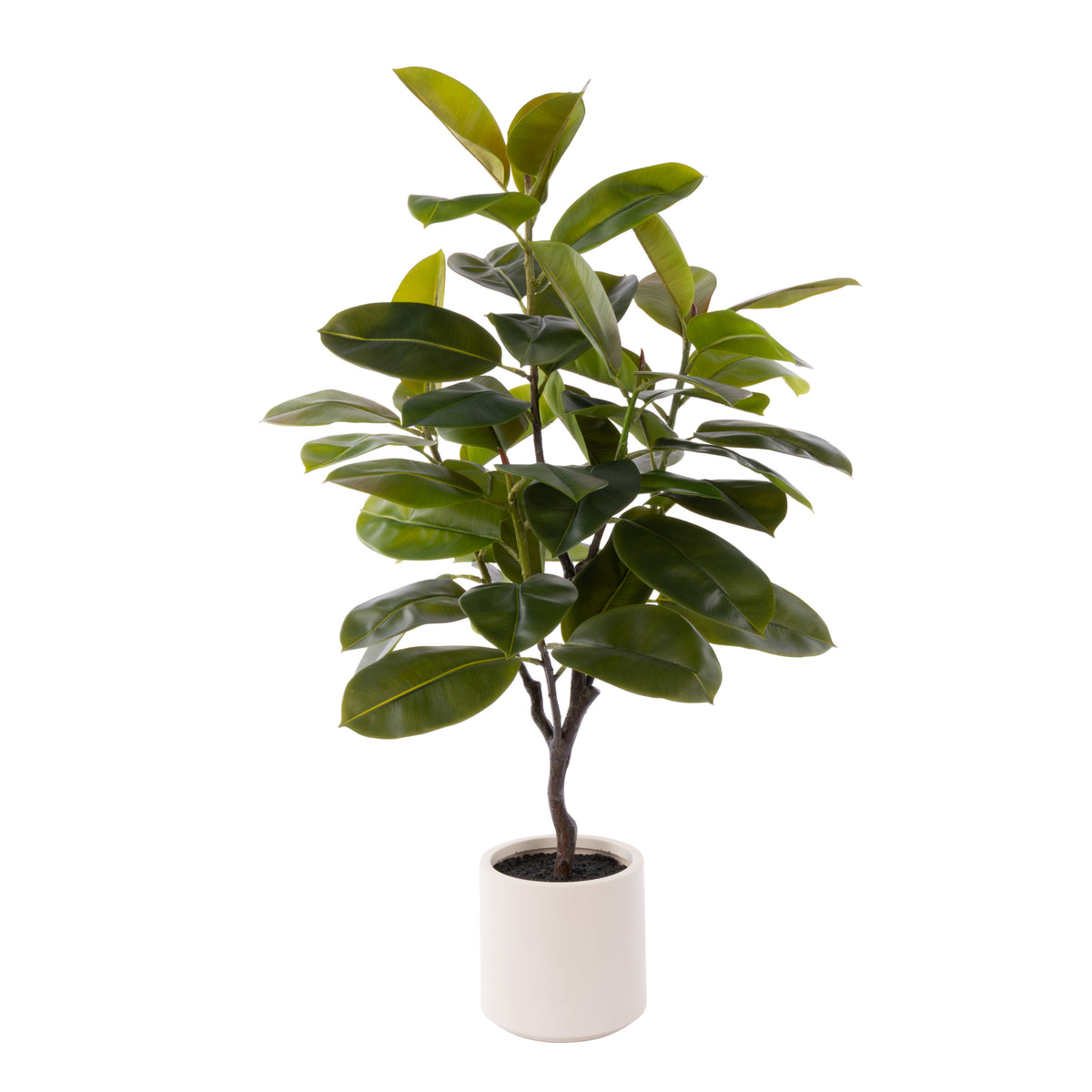 Rogue Rubber Tree Potted Green