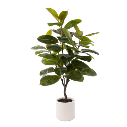 Rogue Rubber Tree Potted Green