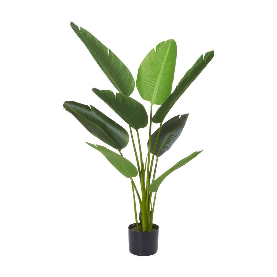 Rogue Giant Bird of Paradise Plant Green