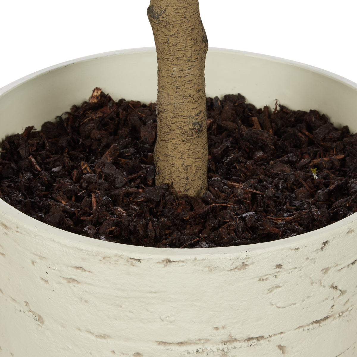 Rogue Magnolia Tree - Rustic Stone Look Pot Green