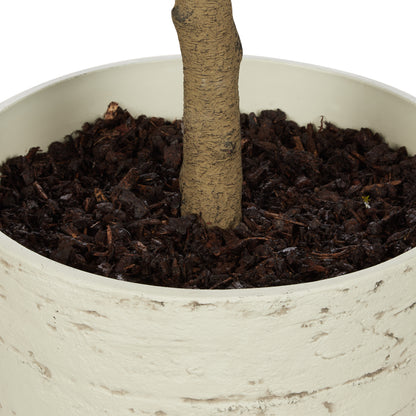 Rogue Magnolia Tree - Rustic Stone Look Pot Green