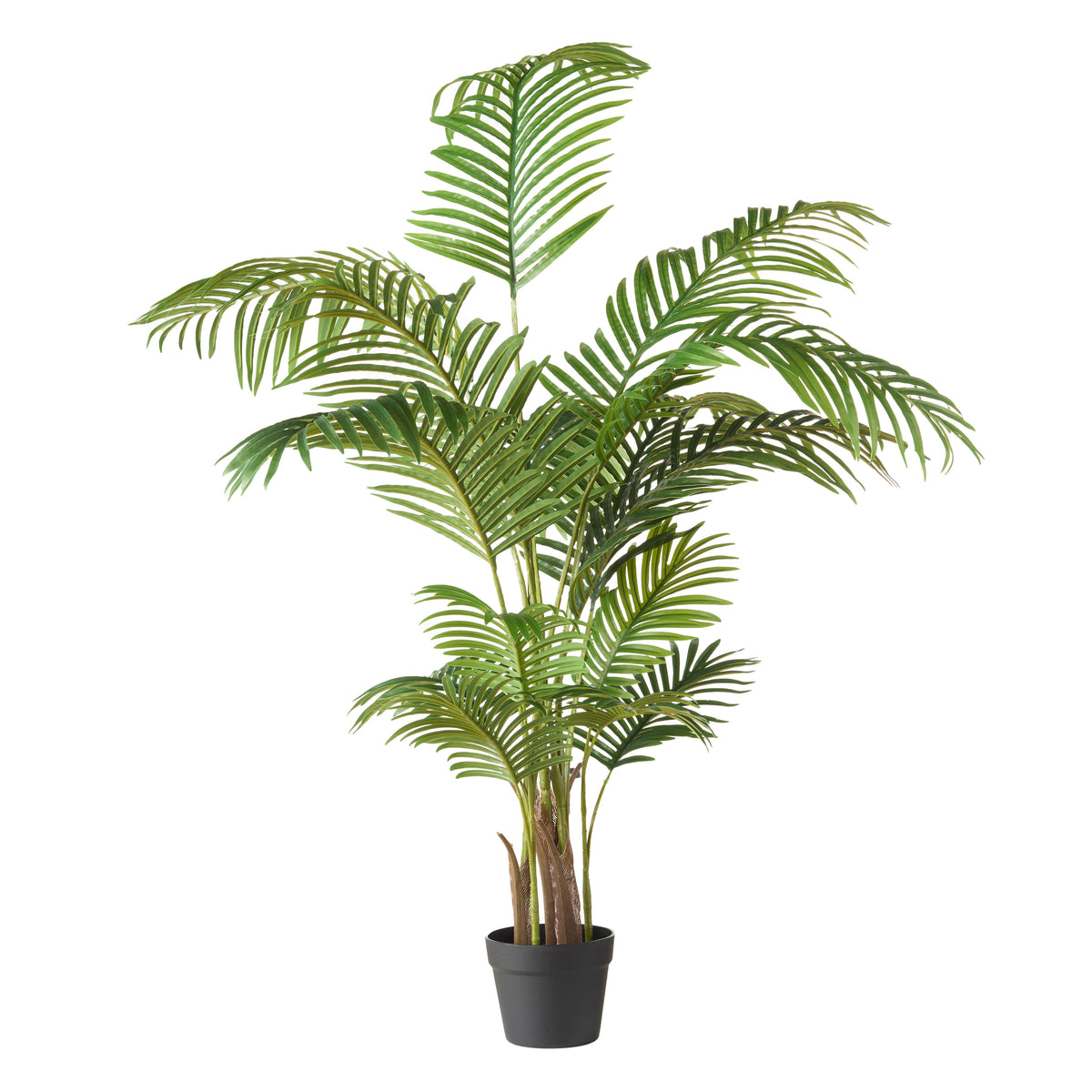 Rogue Areca Palm Tree - Garden Pot Green