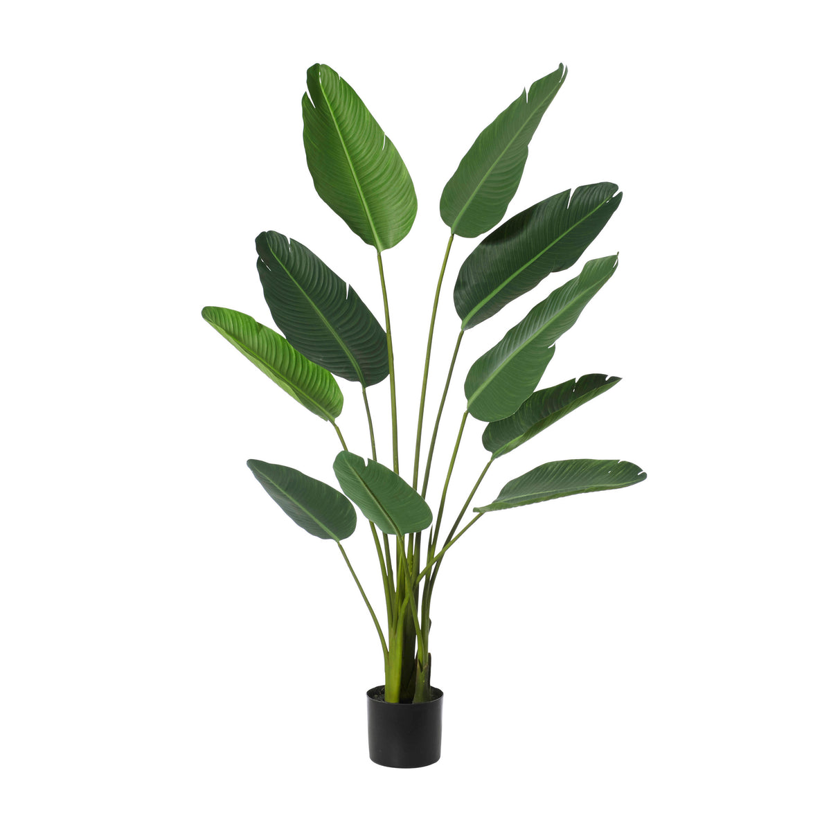 Rogue Giant Bird of Paradise Plant Green