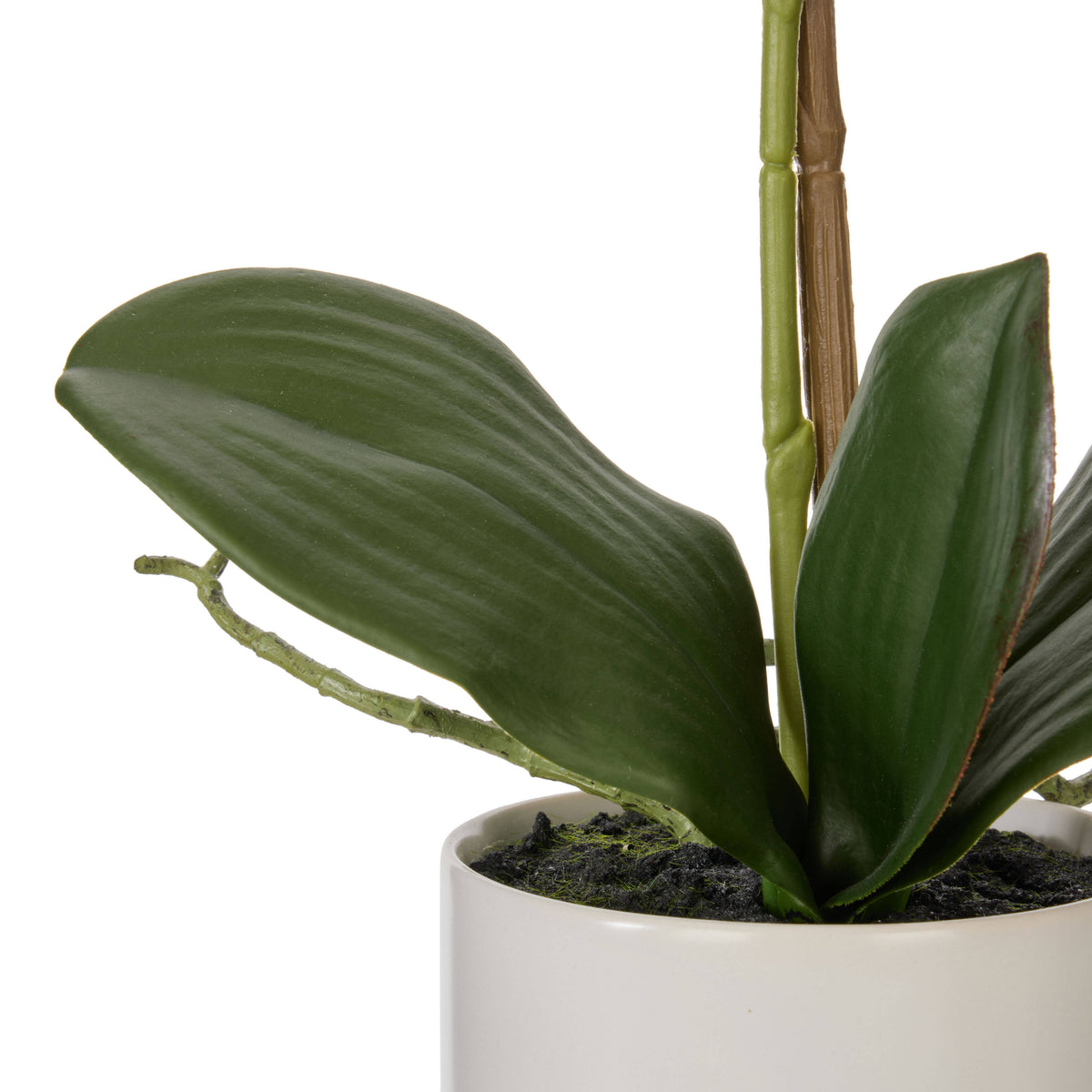 Rogue Phalaenopsis Orchid Pot White