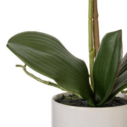 Rogue Phalaenopsis Orchid Pot White