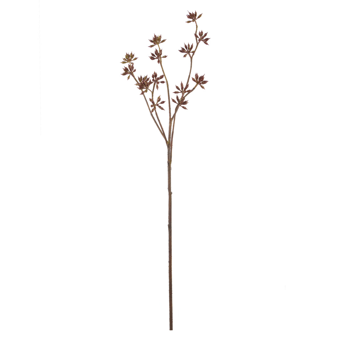 Rogue Eucalyptus Seeding Spray Burgundy