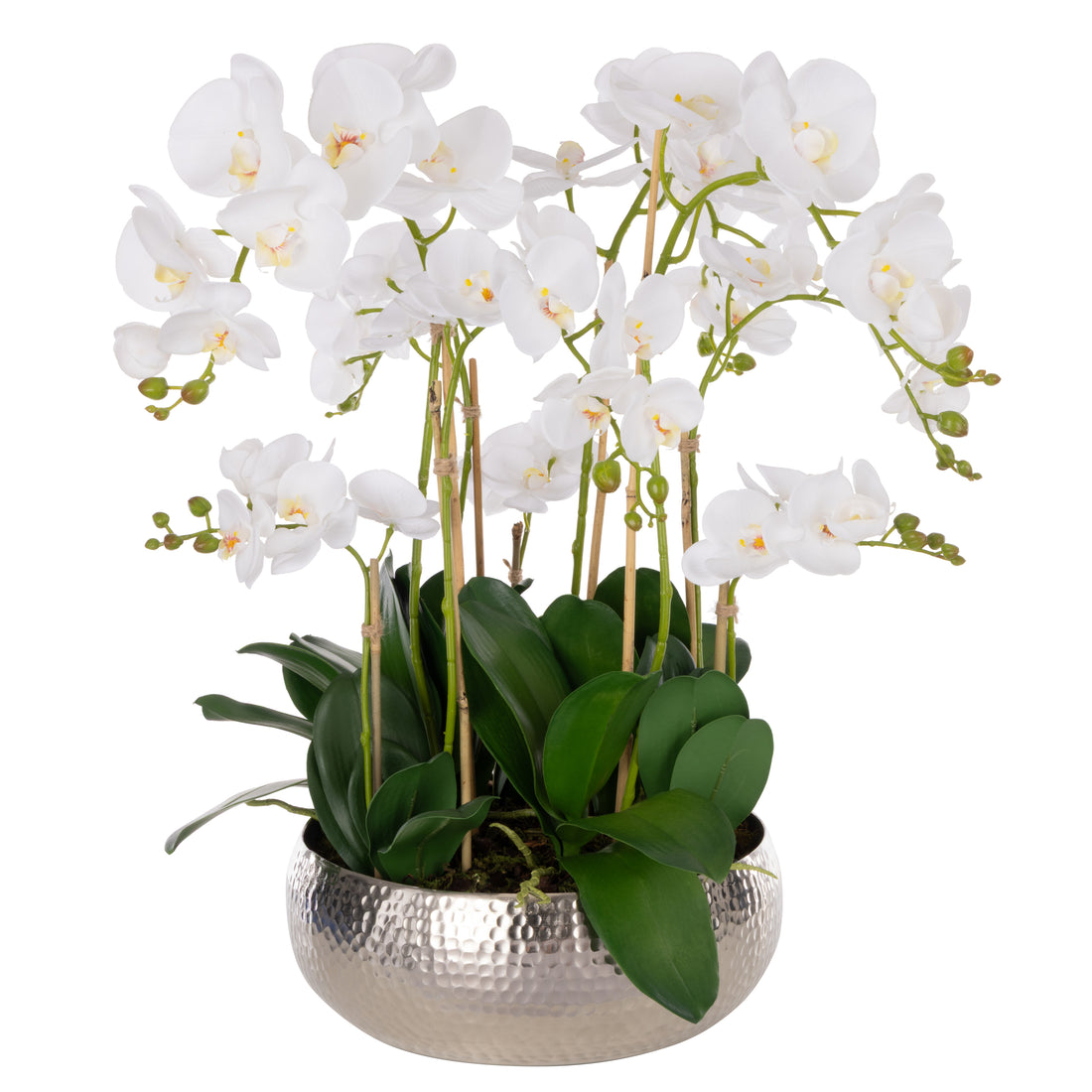 Rogue Phalaenopsis Orchid - Pali Metal Bowl White