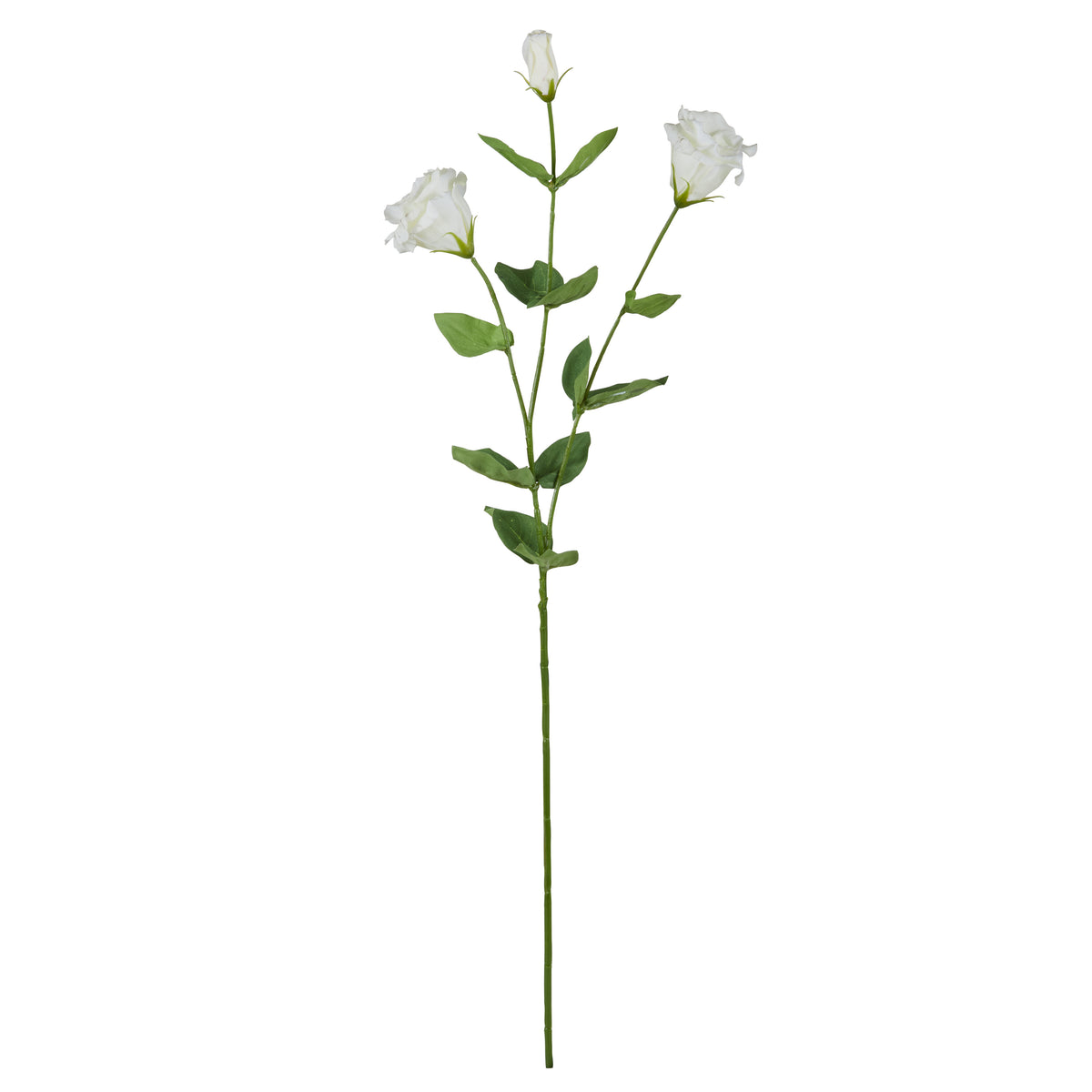 Rogue Lisianthus Stem White
