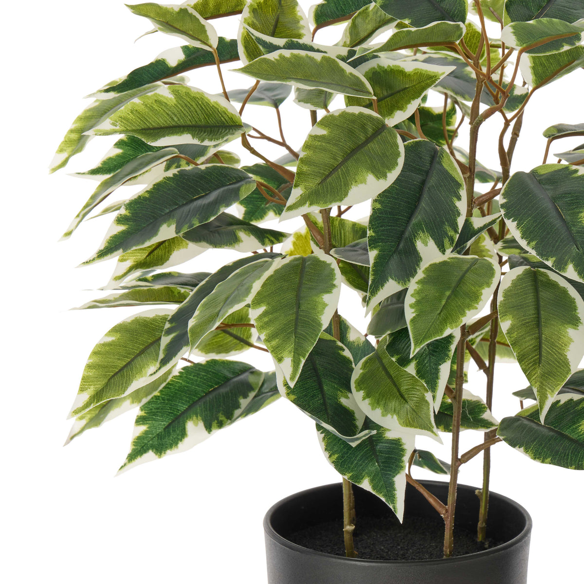 Rogue Ficus Tree Pot Variegated
