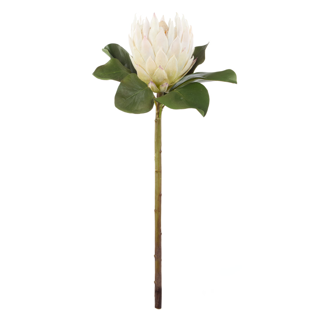 Faux Grand Protea Stem | White - 63cm