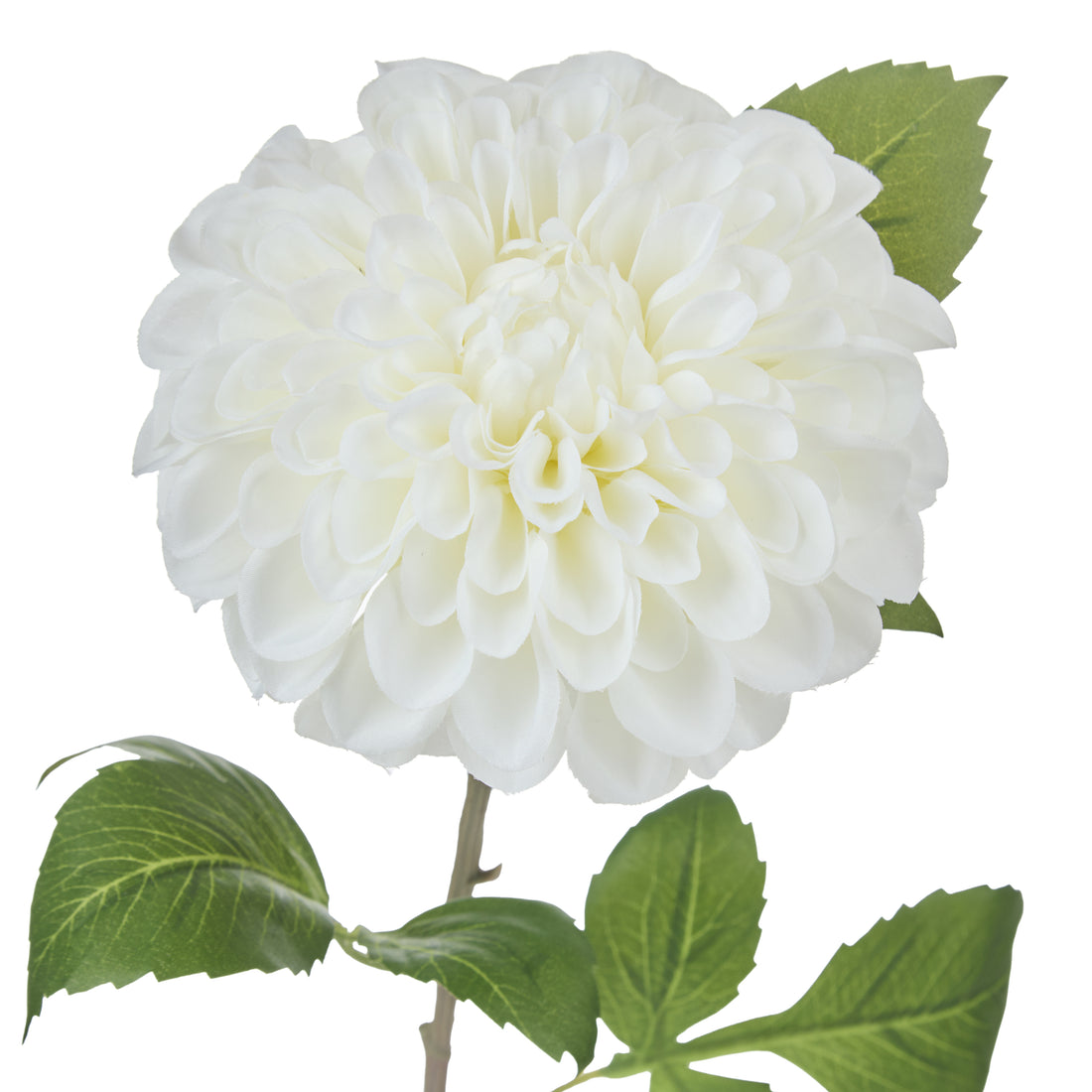 Rogue Chrysanthemum Stem White
