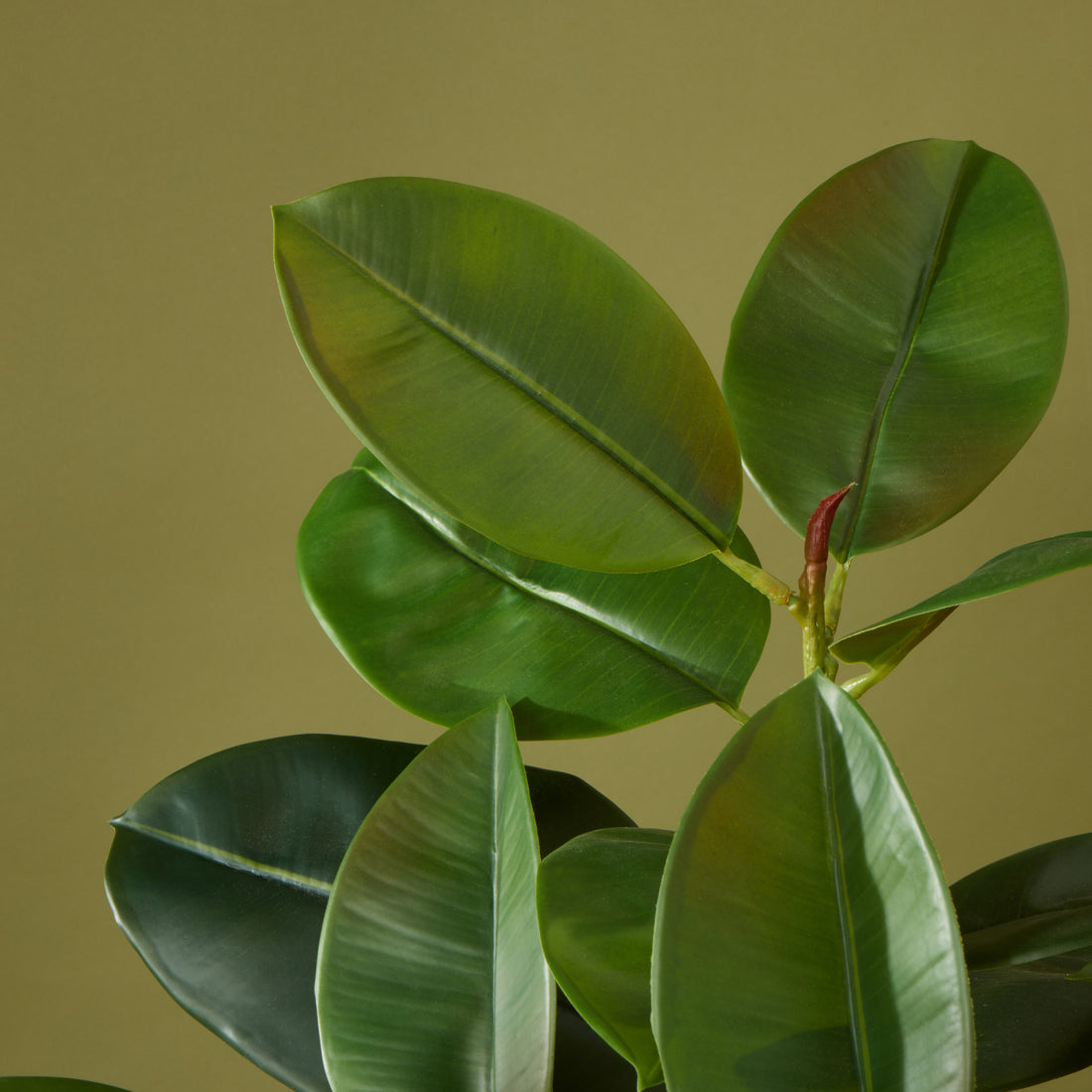 Faux Rubber Tree - White Pot | 115cm
