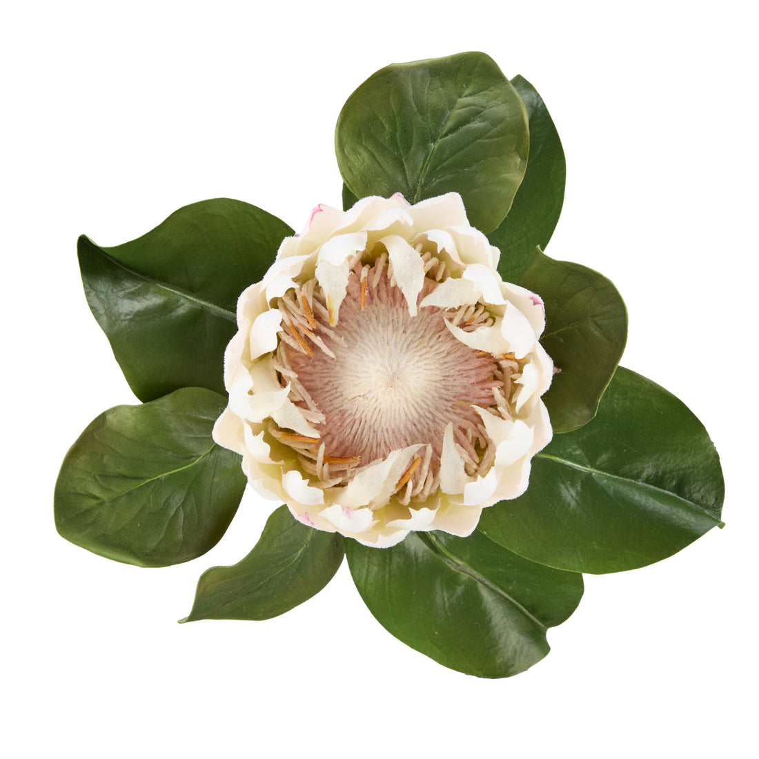 Faux Grand Protea Stem | White - 63cm