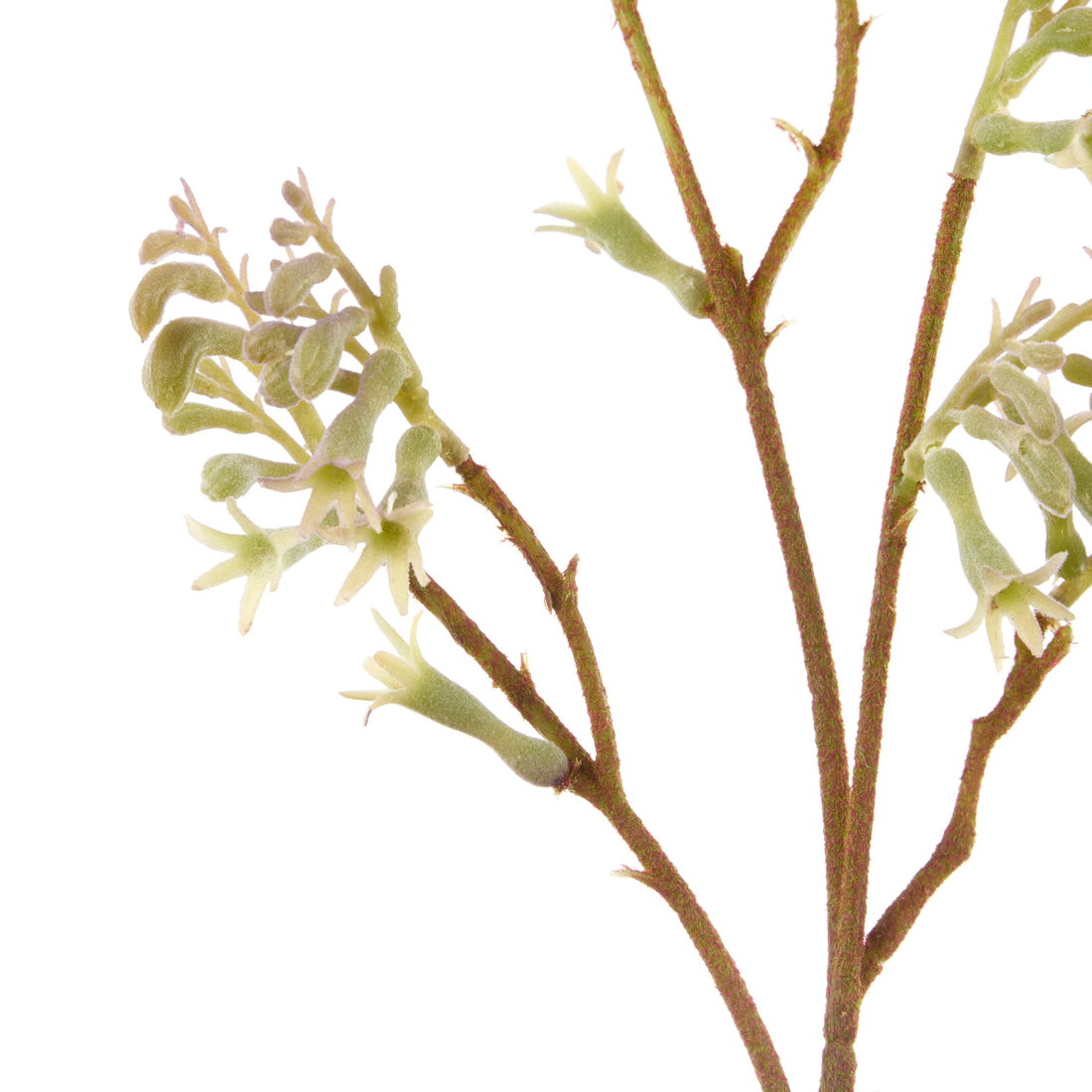 Rogue Kangaroo Paw Spray Green