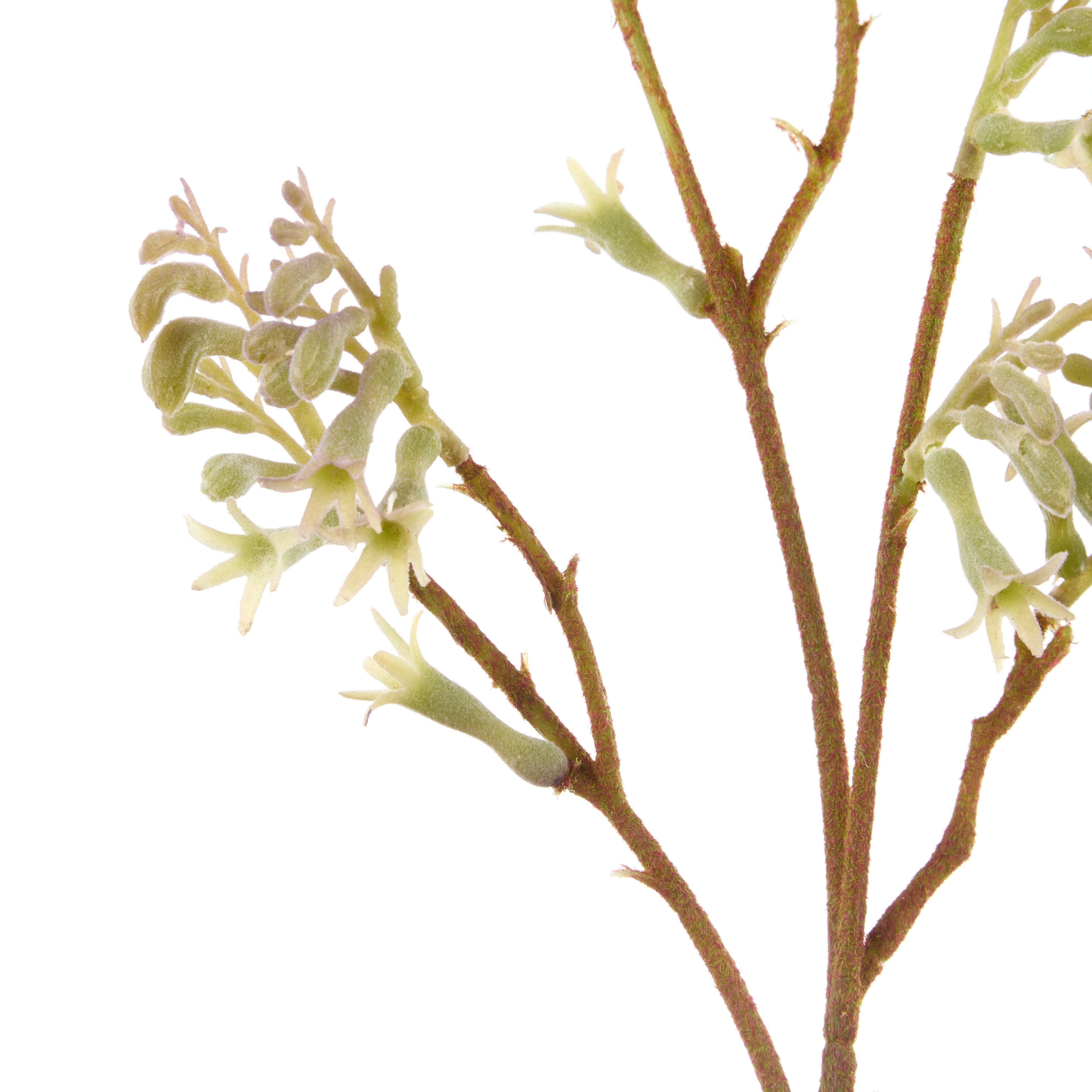 Faux Kangaroo Paw Spray | Green - 62cm