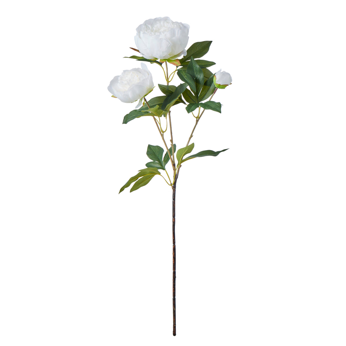 Rogue Peony Stem White