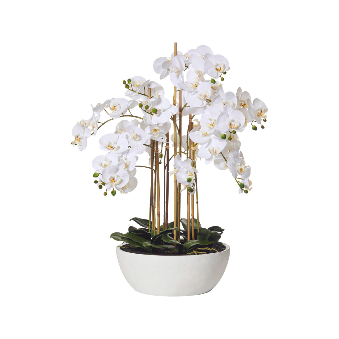 Rogue Butterfly Orchid - Round Pot White