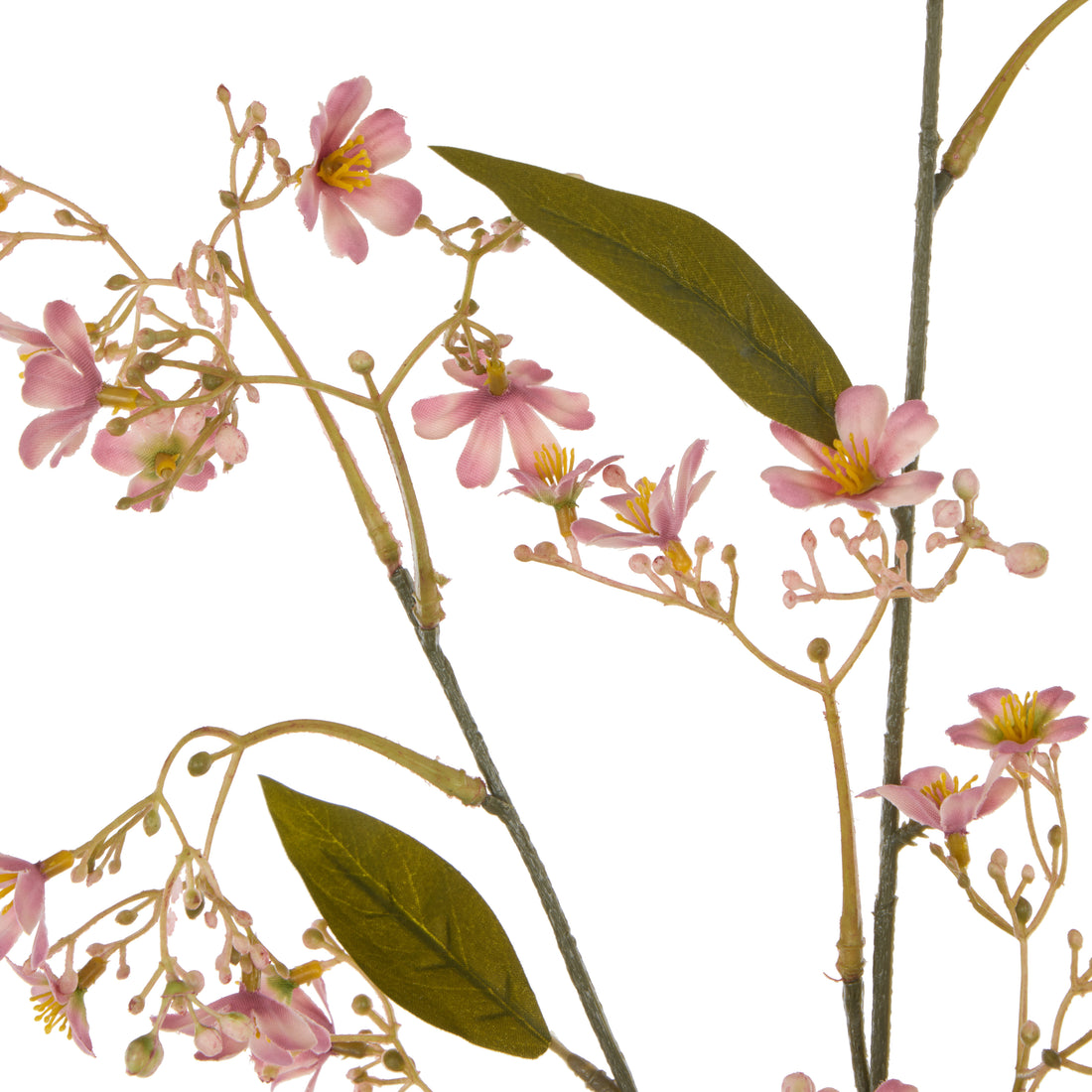 Rogue Daphne Spray Pink