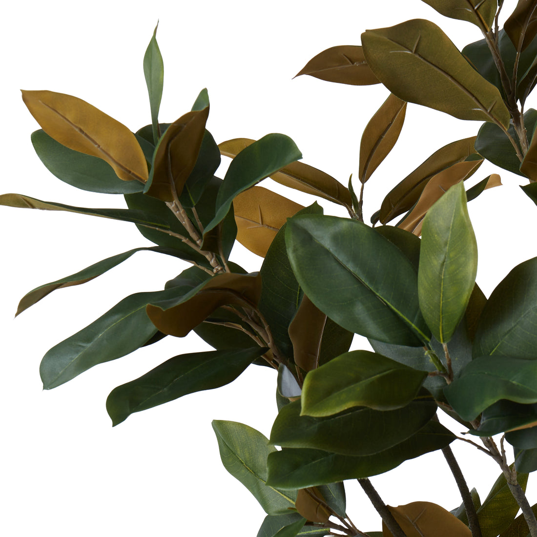 Rogue Magnolia Tree Green