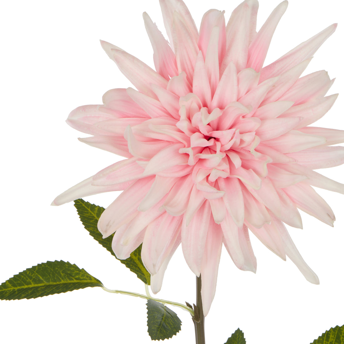 Rogue Dahlia Stem Pink