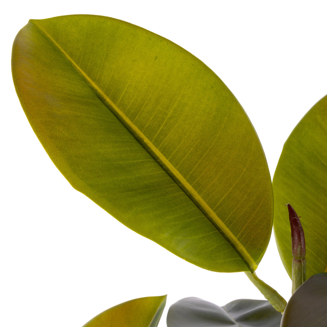 Rogue Rubber Tree Potted Green