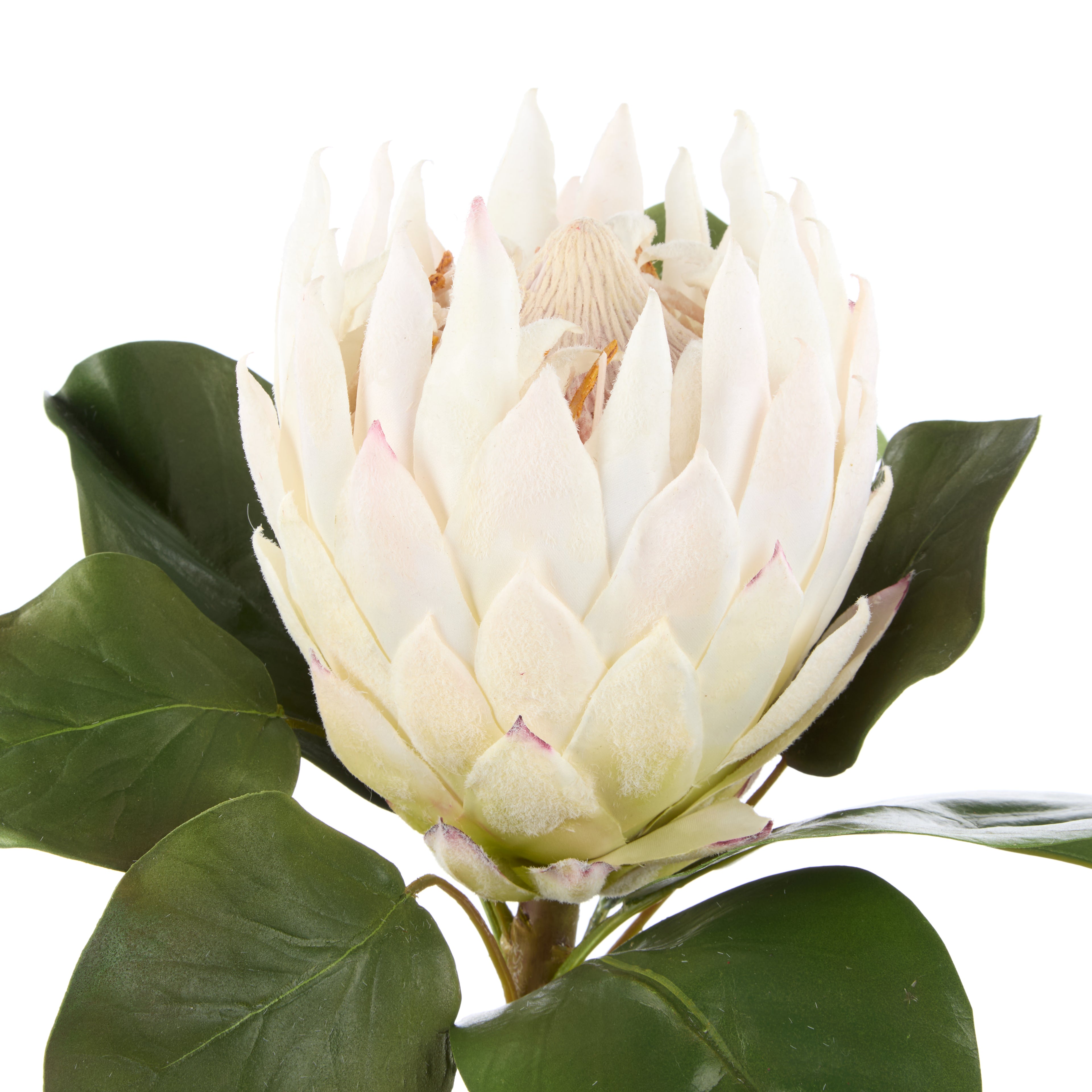Faux Grand Protea Stem | White - 63cm