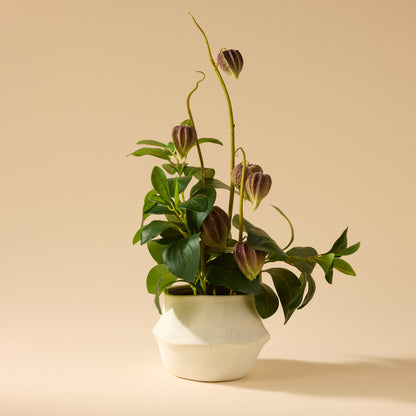 Faux Chinese Lantern Lush Leaf - Maliah Pot Wide | Green - 60cm