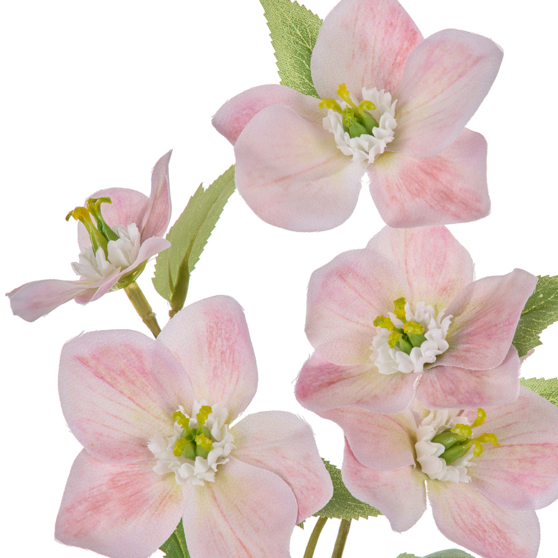 Rogue Helleborus Spray Pink