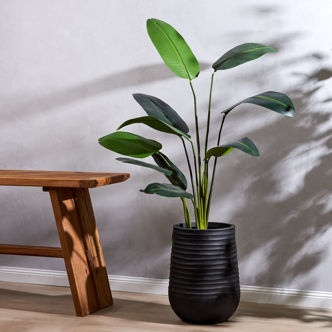 Rogue Giant Bird of Paradise Plant Green