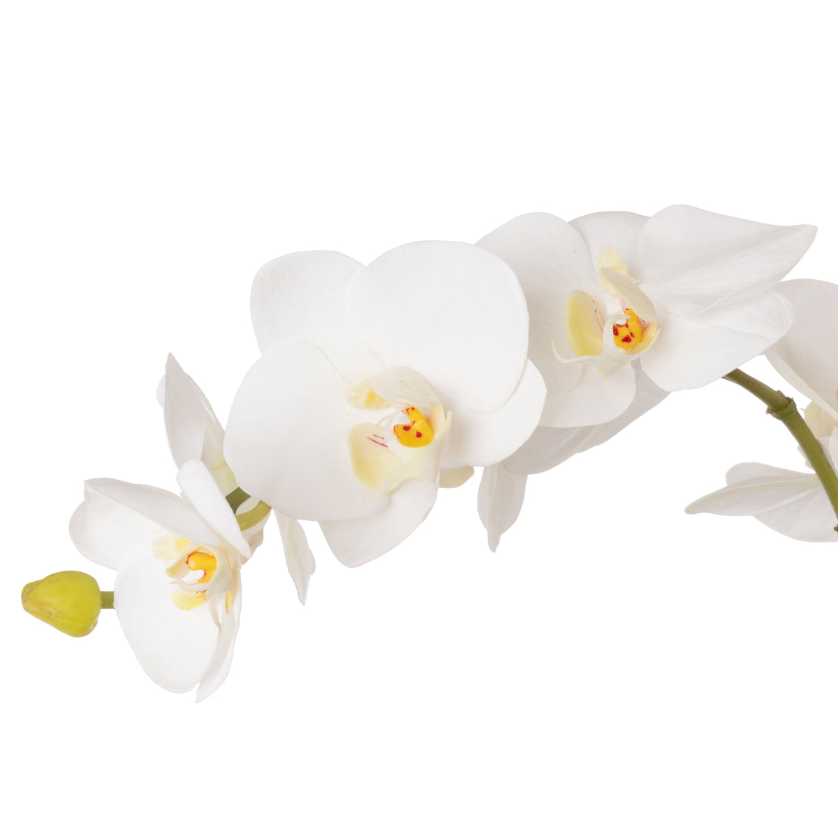 Rogue Phalaenopsis - Seychelles Clam White