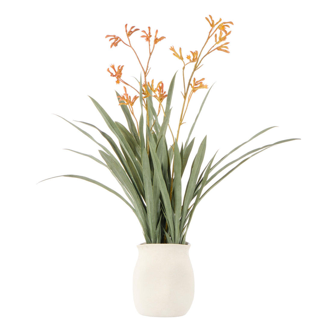Rogue Kangaroo Paw - Maliah Pot Yellow