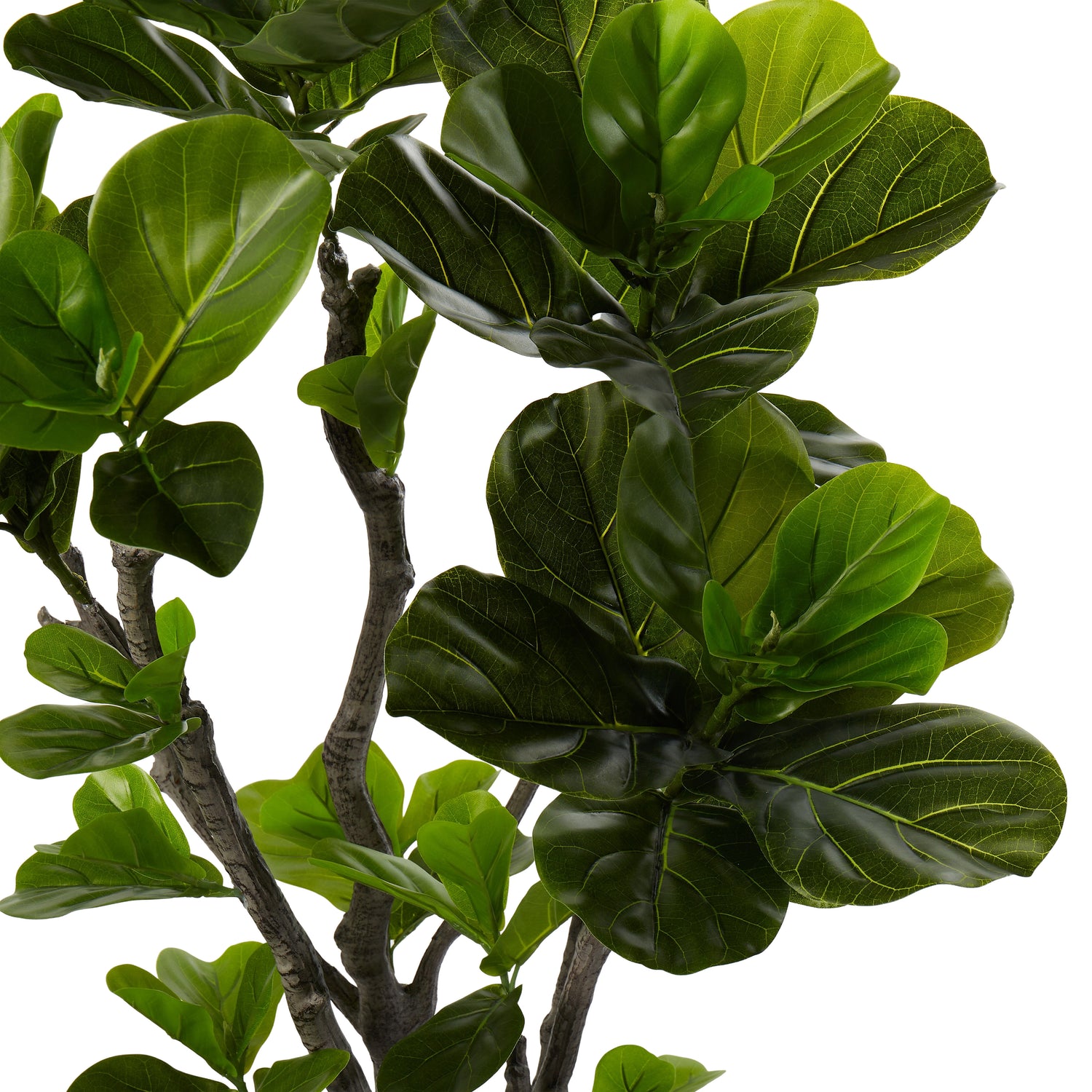 Rogue Fiddle Tree in Pot Green